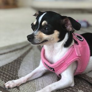 Meet your Posher, Dayna